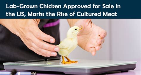 'Lab grown' chicken approved in US; could soon come to stores, restaurants